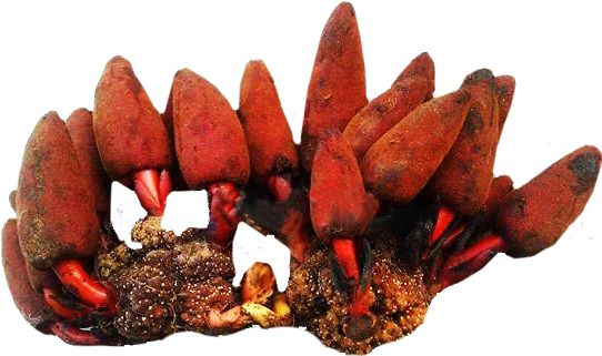 Địa chỉ bán nấm ngọc cẩu tại Hà Nội uy tín